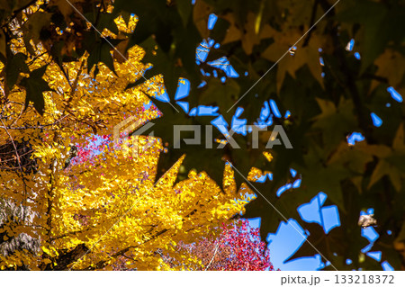 黄金の天蓋、秋が彩る空 黄金の天蓋、秋が彩る空 133218372