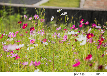 袋井市のみつかわ夢の丘公園のコスモス畑の風景(静岡県) 133218503