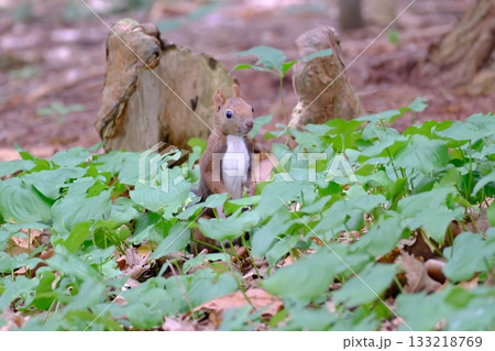 エゾリス 133218769