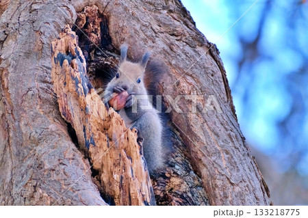 エゾリス 133218775