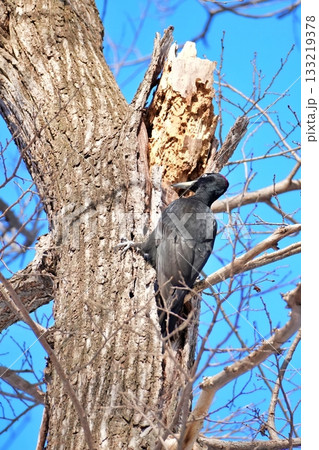 クマゲラ 133219378
