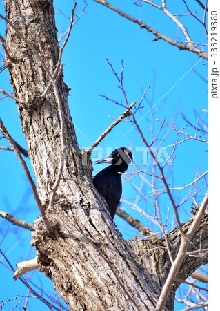 クマゲラ 133219380