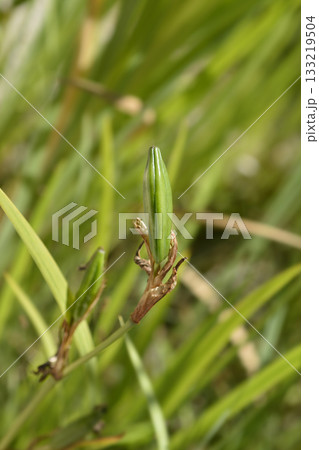 Yellow iris Yellow iris 133219504