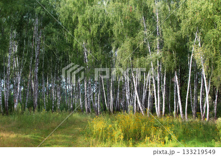 Birch grove with many trees and a lawn Birch grove with many trees and a lawn 133219549