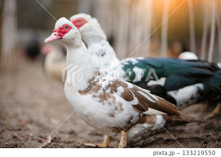 Birds on a farm. Close-up of Muscovy ducks grazing on the ground against the backdrop of sunlight. 133219550