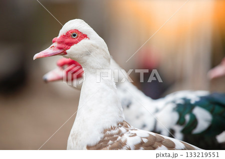 Birds on a farm. Close-up of Muscovy ducks grazing on the ground against the backdrop of sunlight. Birds on a farm. Close-up of Muscovy ducks grazing on the ground against the backdrop of sunlight. 133219551