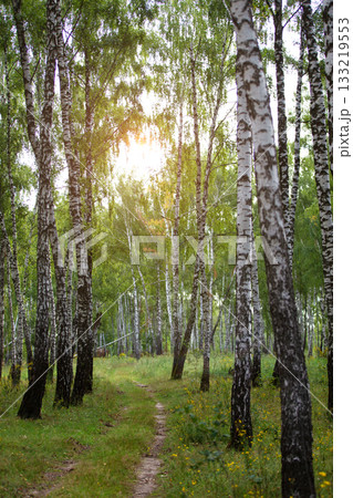 Birch grove with a path overgrown with green grass in the rays of the setting sun. 133219553
