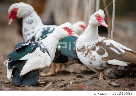 Birds on a farm. Close-up of Muscovy ducks grazing on the ground. 133219558