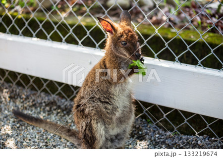 茶色 ブラウン 褐色 133219674