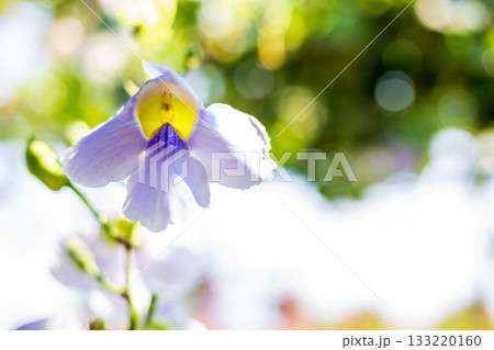 花 フラワー お花 133220160