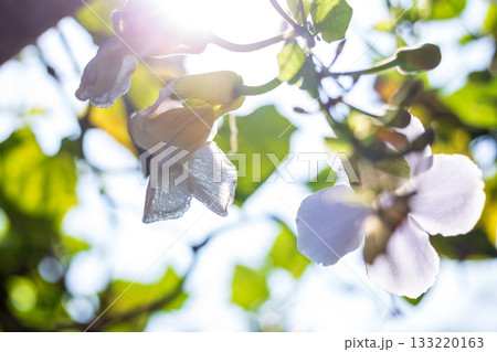 花 フラワー お花 133220163