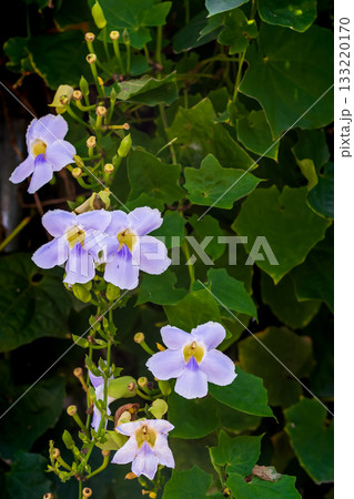 花 フラワー お花 133220170