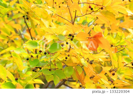 紅葉した榎（エノキ）と果実 133220304