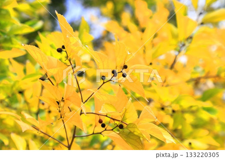 紅葉した榎(エノキ)と果実 紅葉した榎(エノキ)と果実 133220305