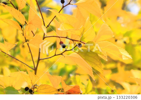 紅葉した榎（エノキ）と果実 133220306