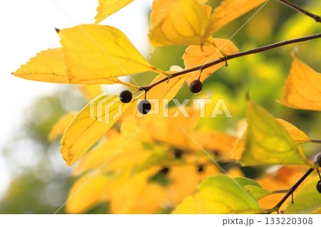 紅葉した榎（エノキ）と果実 133220308