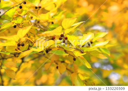 紅葉した榎(エノキ)と果実 紅葉した榎(エノキ)と果実 133220309