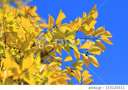 紅葉した榎（エノキ）と果実 133220311