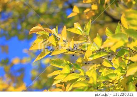 紅葉した榎（エノキ）と果実 133220312