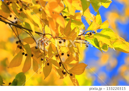 紅葉した榎（エノキ）と果実 133220315