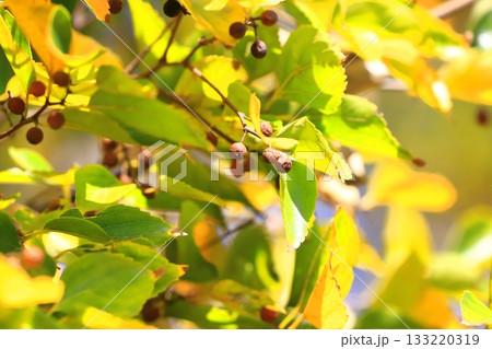 紅葉した榎（エノキ）と果実 133220319