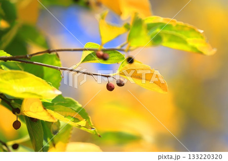 紅葉した榎（エノキ）と果実 133220320