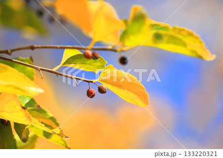 紅葉した榎（エノキ）と果実 133220321