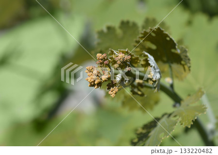 Plume poppy Plume poppy 133220482