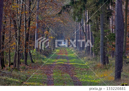 Forest path between tall trees in autumn in Germany Forest path between tall trees in autumn in Germany 133220881