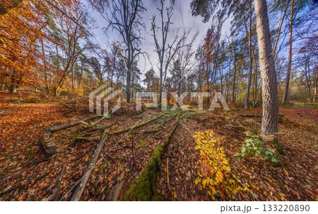 Autumn forest floor covered in leaves and branches 133220890