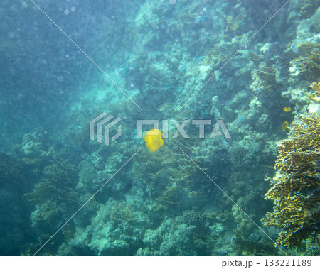 sea fish, coral reef, underwater 133221189