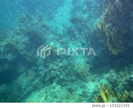 sea fish, coral reef, underwater 133221191
