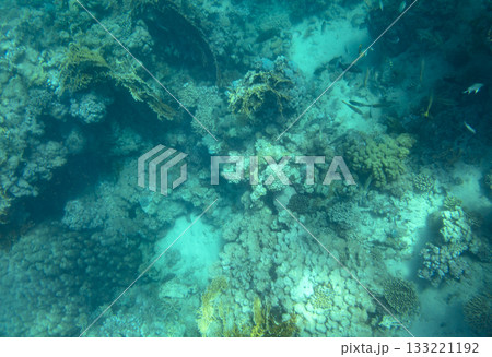 sea fish, coral reef, underwater 133221192