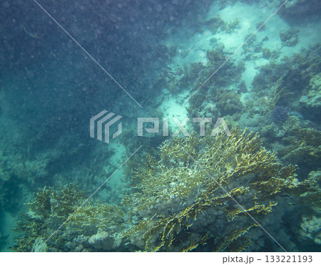 sea fish, coral reef, underwater 133221193