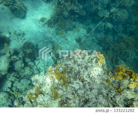sea fish, coral reef, underwater 133221202