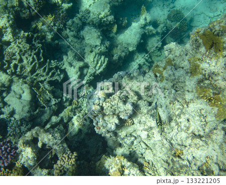 sea fish, coral reef, underwater sea fish, coral reef, underwater 133221205