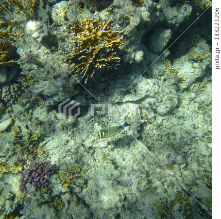 sea fish, coral reef, underwater 133221206
