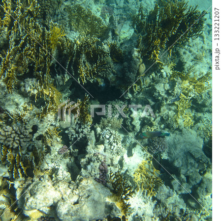 sea fish, coral reef, underwater 133221207