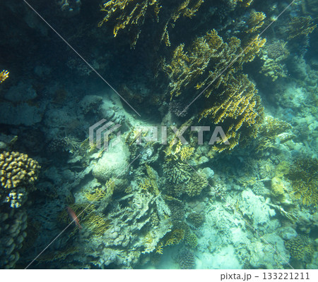 sea fish, coral reef, underwater 133221211