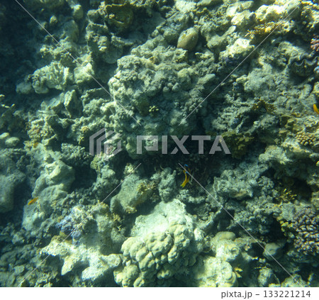 sea fish, coral reef, underwater 133221214