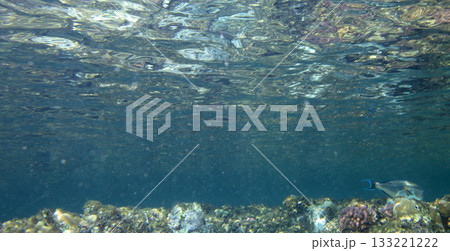 sea fish, coral reef, underwater 133221222