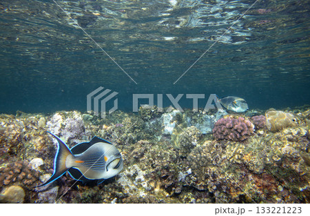sea fish, coral reef, underwater 133221223