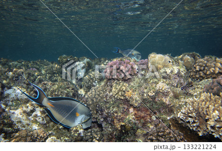 sea fish, coral reef, underwater 133221224