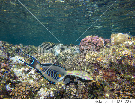 sea fish, coral reef, underwater 133221225