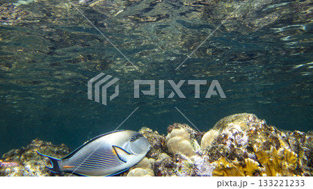 sea fish, coral reef, underwater 133221233