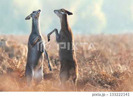 Two female Red deer hinds standing on their hind legs and fighting for dominance in autumn meadow 133222141