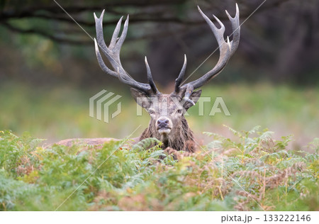 Portrait of a powerful Red deer stag with large antlers standing among ferns in autumn Portrait of a powerful Red deer stag with large antlers standing among ferns in autumn 133222146