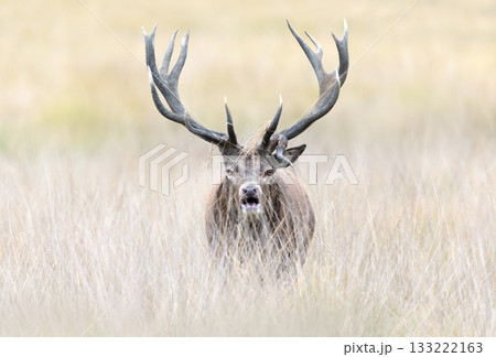 Portrait of a red deer stag roaring during rutting season in autumn 133222163