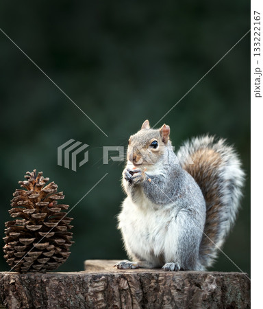 Grey Squirrel eating nut on a tree stump with a large pine cone beside it 133222167