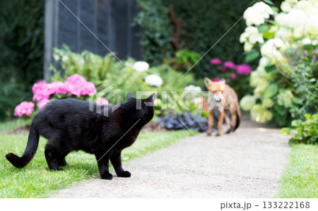 Urban Red fox and black cat encounter in summer garden 133222168